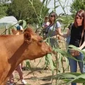 des parents et des enfants donnent à manger aux boeufs des cannes de Provence