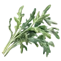 Roquette