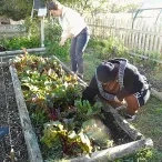 Deux adultes sont devant un potager, ils cueillent des feuilles de chou