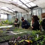 Un groupe d'adultes est dans une serre à bouture