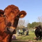 un groupe d'enfants et leur animatrice nettoient l'enclos des boeufs visibles en premier plan