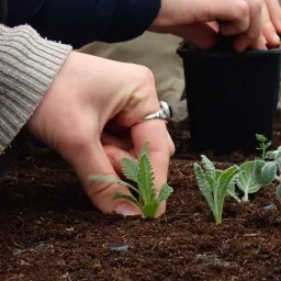 Gros plan sur la main d'une adulte qui plante une bouture d'origan