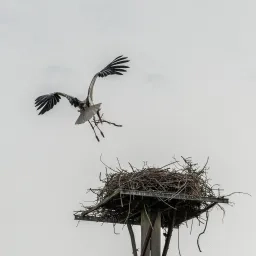 Photo d'une cygogne volant au-dessus de son nid